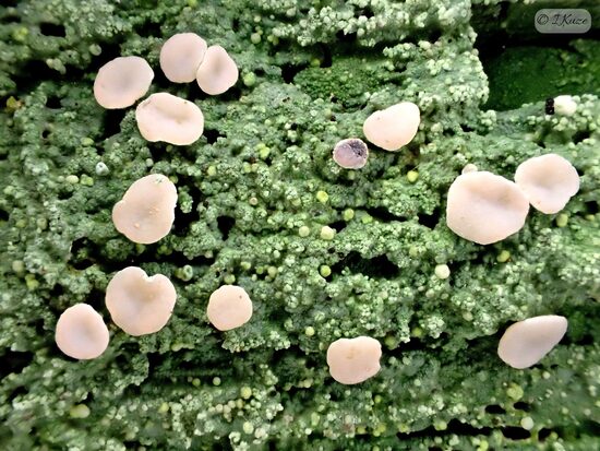 Icmadophila ericetorum